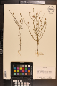 Polygala mariana image