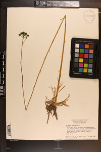 Polygala cymosa image