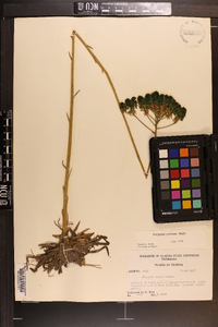 Polygala cymosa image