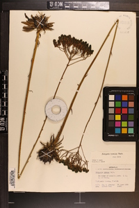 Polygala cymosa image