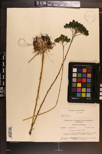 Polygala cymosa image