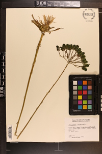 Polygala cymosa image