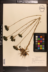 Polygala cymosa image