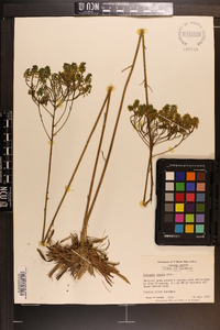 Polygala cymosa image