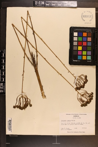 Polygala cymosa image