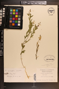 Asemeia grandiflora image