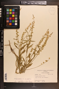 Asemeia grandiflora image