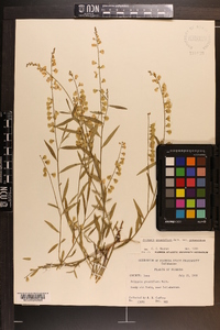 Asemeia grandiflora image