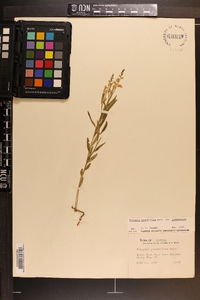 Asemeia grandiflora image