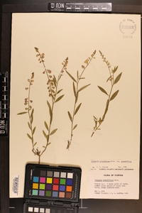 Asemeia grandiflora image