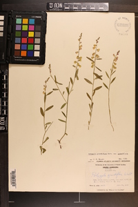 Asemeia grandiflora image