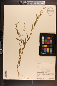 Asemeia grandiflora image