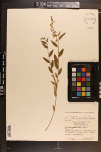 Asemeia grandiflora image