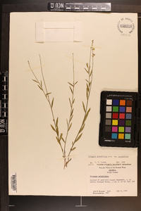 Polygala grandiflora image