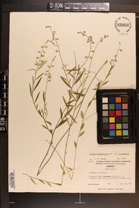 Asemeia grandiflora image