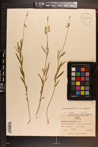 Asemeia grandiflora image