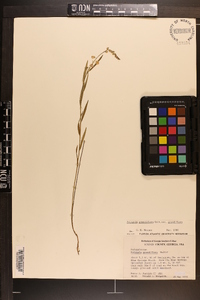 Polygala grandiflora image