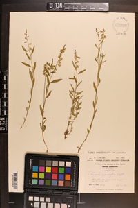 Polygala grandiflora image