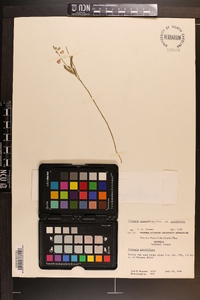 Polygala grandiflora image