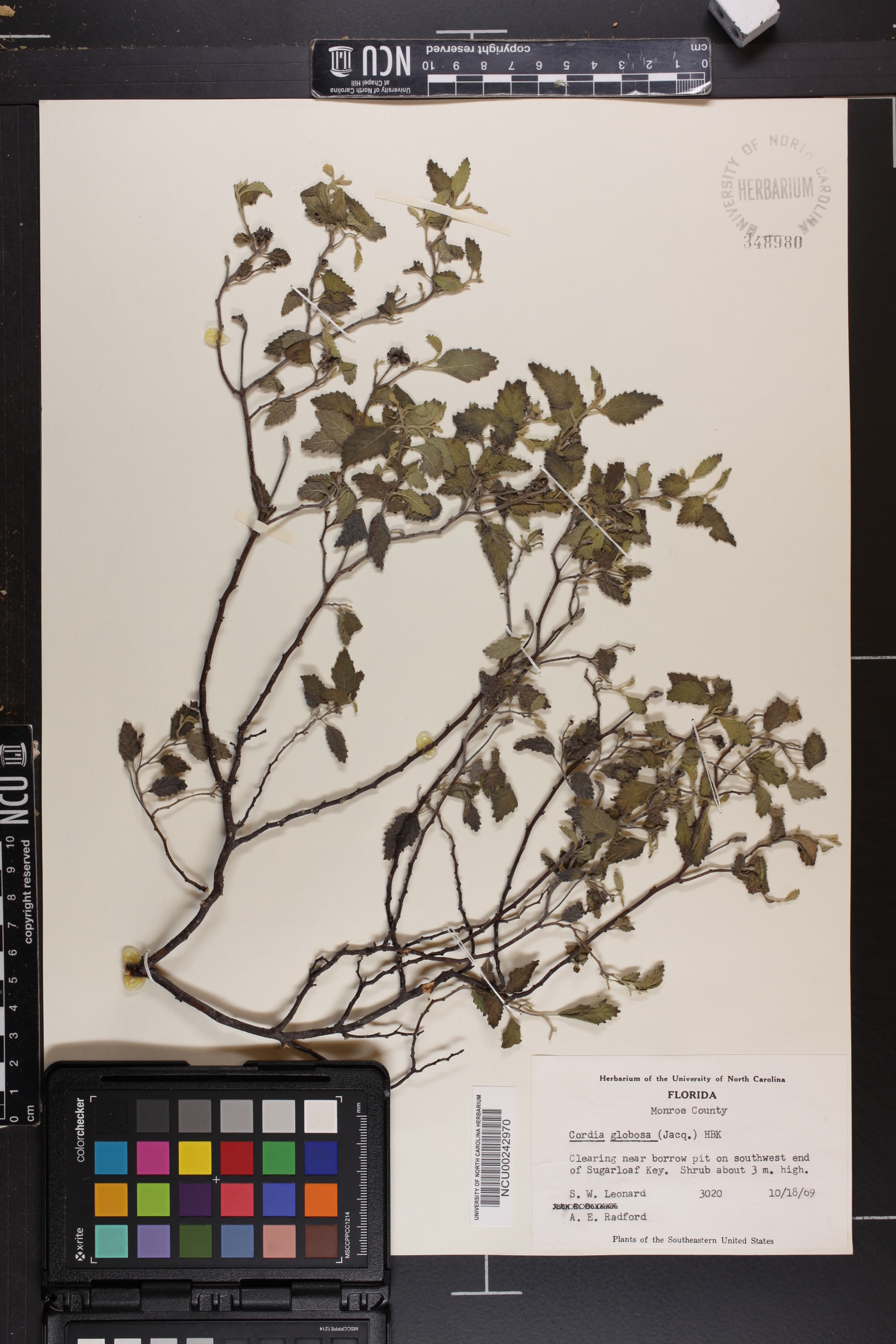Cordia globosa image