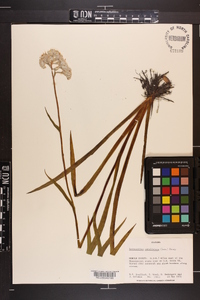 Lachnanthes caroliniana image