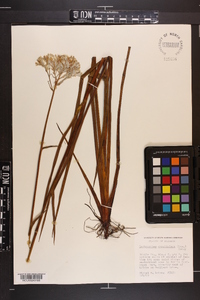 Lachnanthes caroliniana image