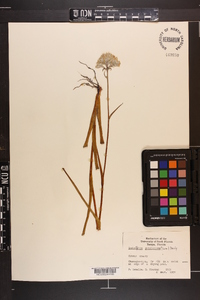 Lachnanthes caroliniana image