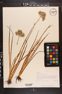 Lachnanthes caroliniana image