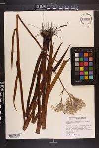 Lachnanthes caroliniana image