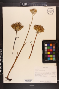 Lachnanthes caroliniana image