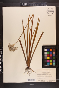 Lachnanthes caroliniana image