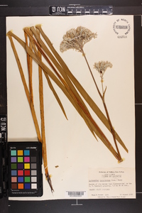 Lachnanthes caroliniana image