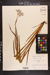 Lachnanthes caroliniana image