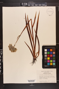 Lachnanthes caroliana image