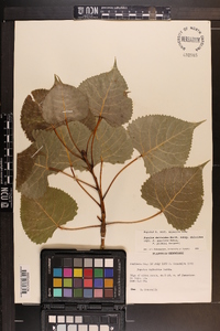 Populus deltoides subsp. deltoides image