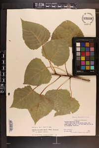 Populus deltoides subsp. deltoides image