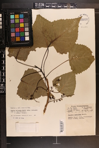 Populus deltoides subsp. deltoides image