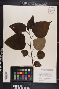 Populus x gileadensis image