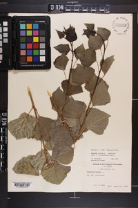 Populus nigra image