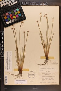 Sisyrinchium mucronatum image