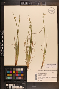 Sisyrinchium mucronatum image