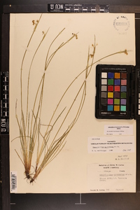 Sisyrinchium mucronatum image