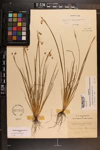 Sisyrinchium mucronatum image