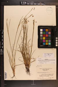 Sisyrinchium mucronatum image