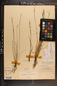 Sisyrinchium mucronatum image