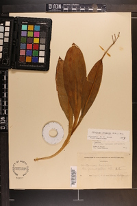 Clintonia borealis image