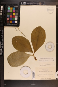 Clintonia borealis image