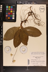 Clintonia borealis image