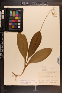 Clintonia borealis image