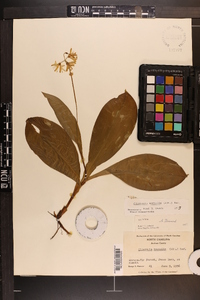 Clintonia borealis image